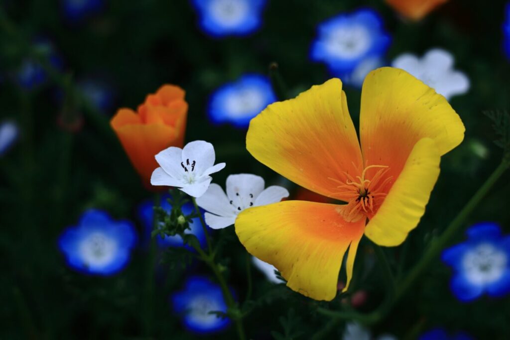 好きな人 夢 叶わないパターンとは?