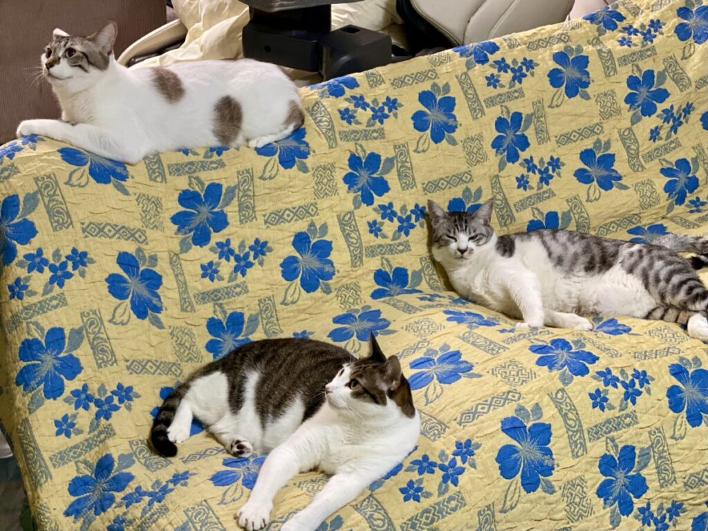 好きな人が夢に出てくる方法枕や強力なおまじない